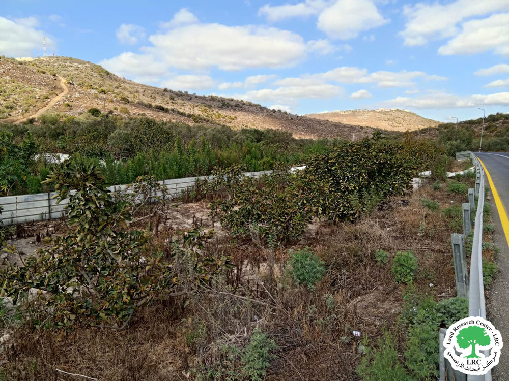 مستعمرون يحرقون 40 شجرة تين في قرية رامين جنوب طولكرم | LRC